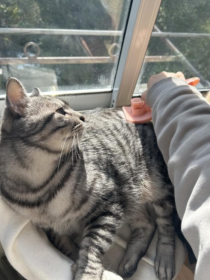 帮别人遛狗喂猫，年轻人的“梦中情工”能赚多少