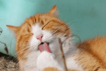 宠物猫起名攻略：创意猫咪名字精选15例