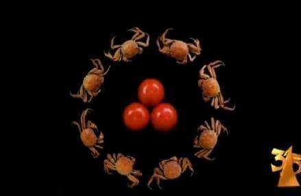 食物相克：科学解读与辟谣