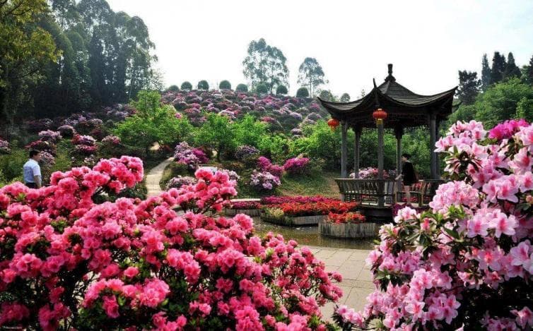 成都周边7处赏花胜地，自驾游路线全攻略
