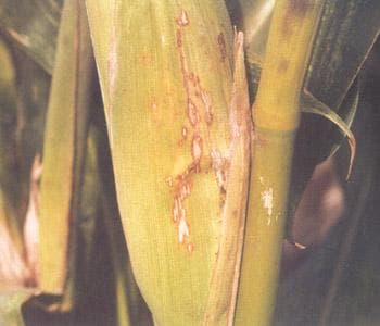 玉米链格孢菌叶枯病的症状、病原及防治方法