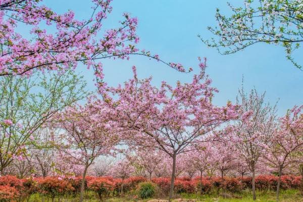 长沙赏桃花攻略（地址汇总+门票+开花时间）
