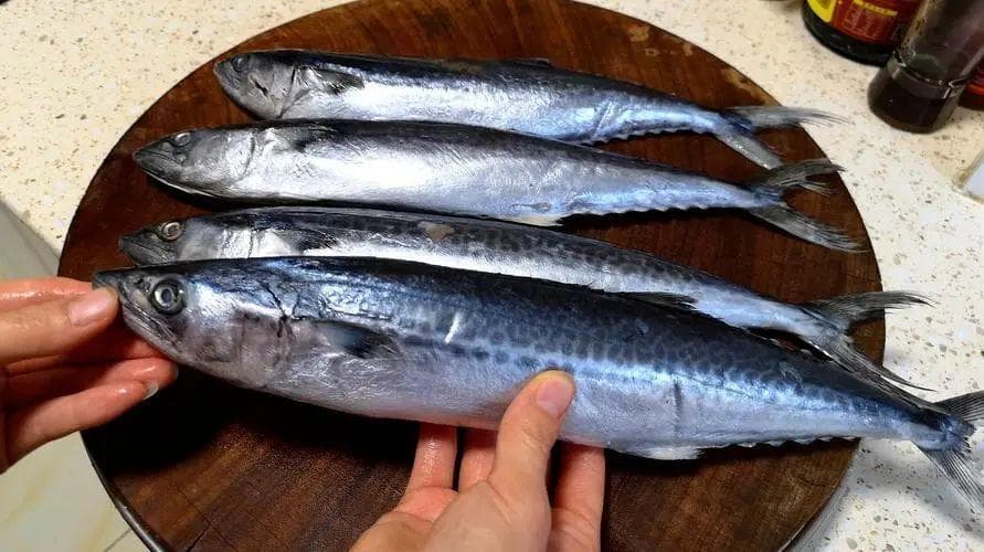 仍不能人工饲养、完全来自大自然的馈赠——鲅鱼
