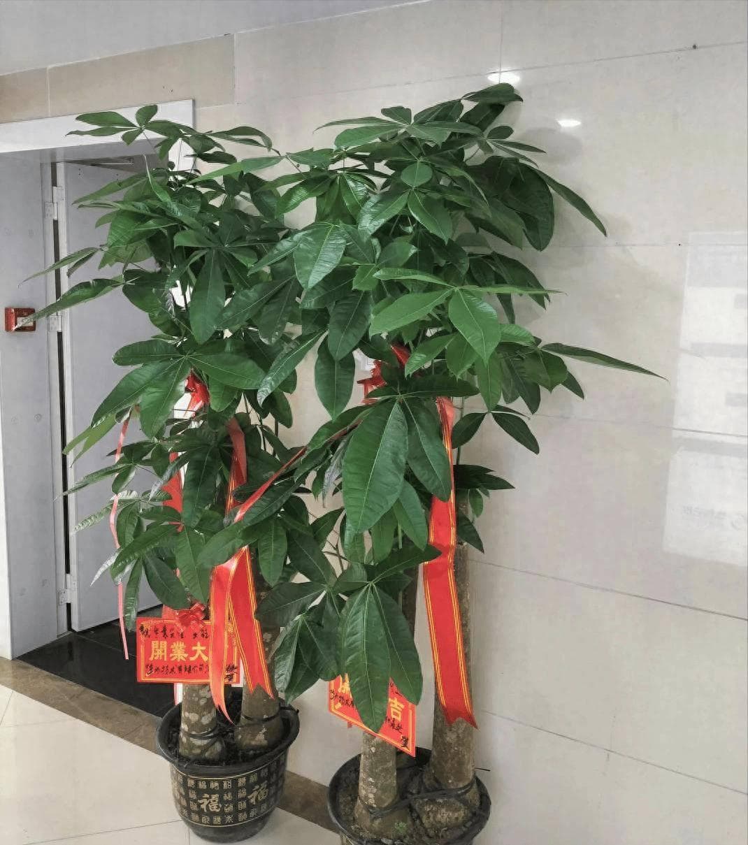 发财树养护要点：光照、水分管理是关键