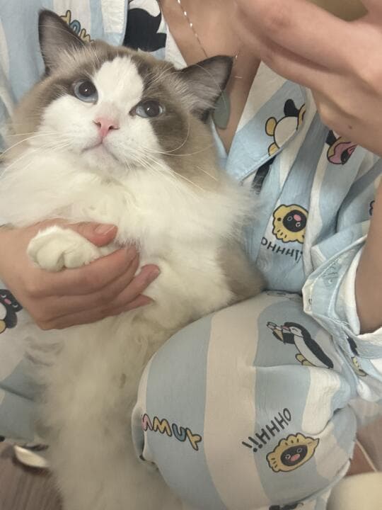 科学养猫指南：从饮食到行为的全方位养护建议