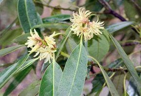 八角，一种芳香植物的介绍（了解八角的植物类别和其文化价值）