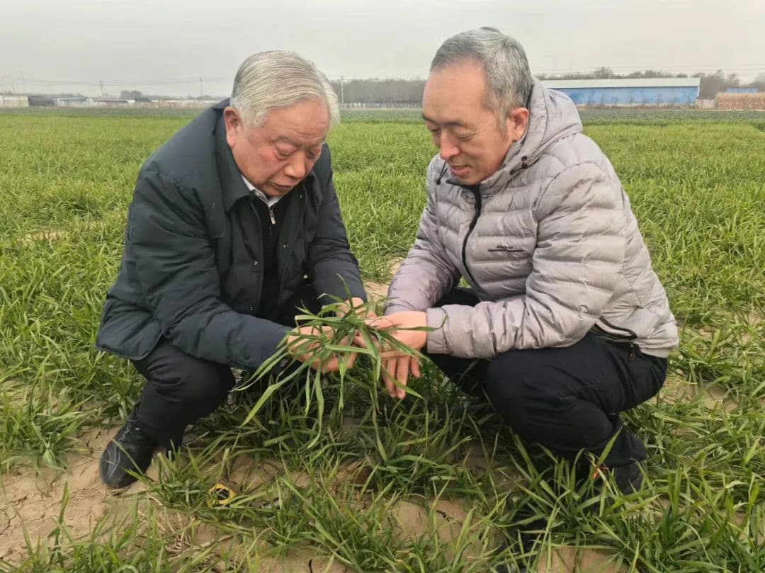 小麦遇低温冻害别慌！专家教你科学应对