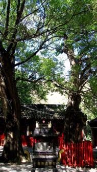 辽宁朝阳槐树洞：300年古槐映衬的辽代文化胜地