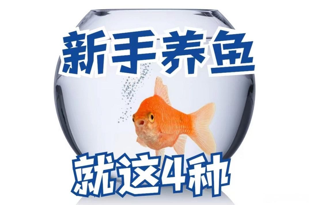 新手养鱼指南：四种适合入门的观赏鱼推荐