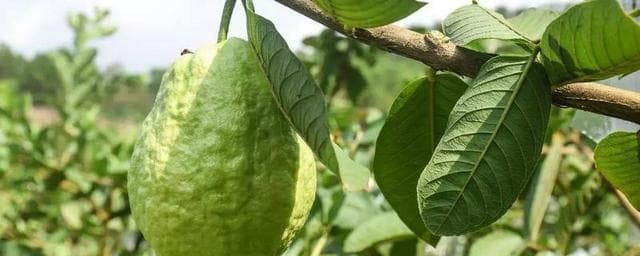 番石榴种植技术：从园地选择到病虫防治的全方位指南