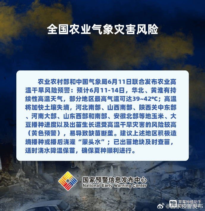 高温干旱下草莓育苗管理要点