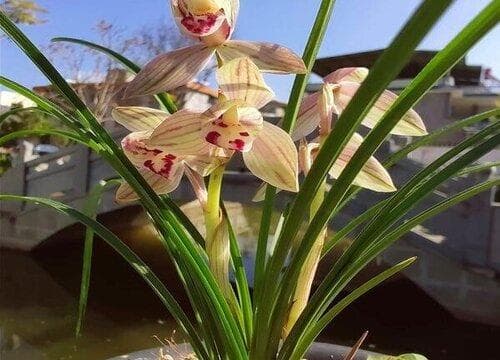 春兰什么时候开花？一年开几次花？
