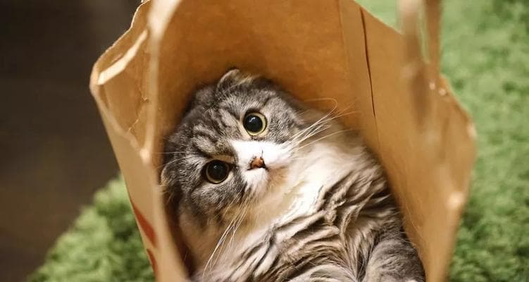 猫咪咖啡馆：萌宠与咖啡的完美邂逅