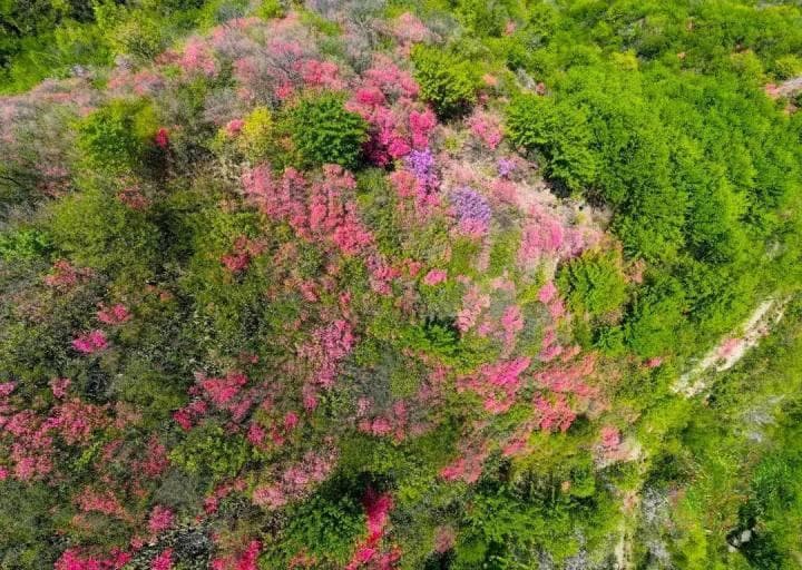 四月的大杭州，有种“火红”叫映山红！不止富阳，还有余杭、临平、桐庐、淳安……