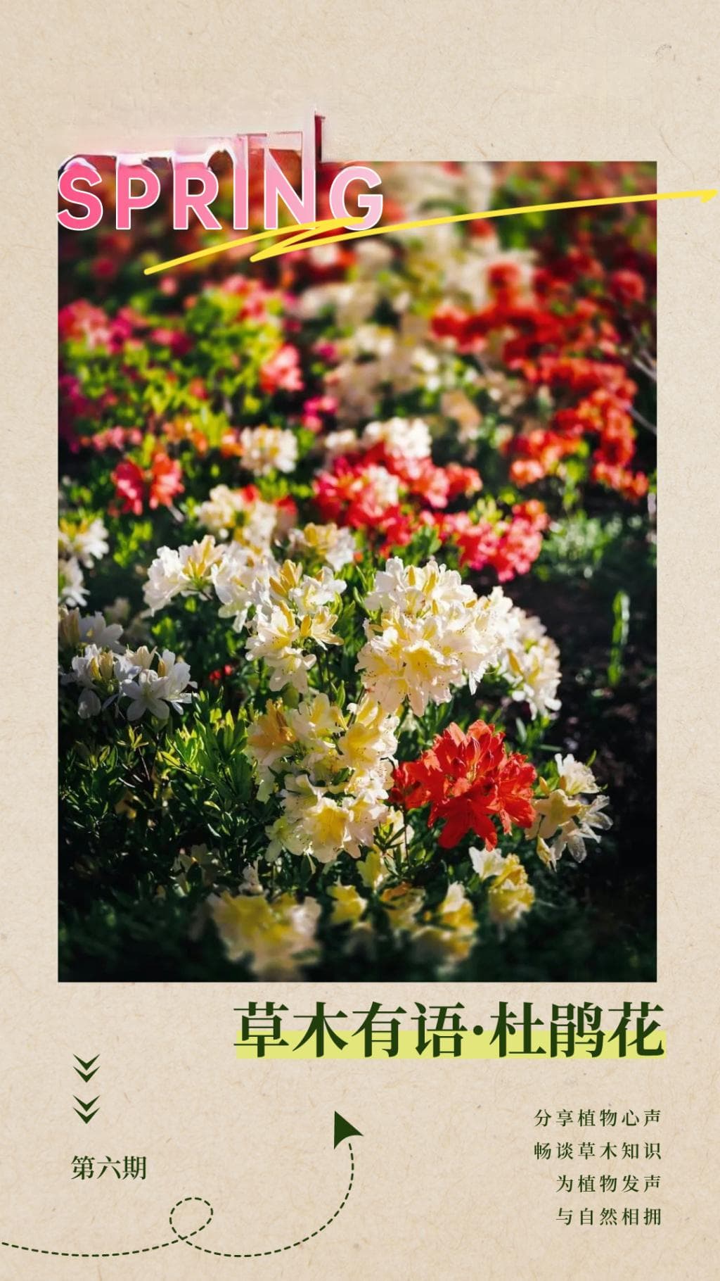 草木有语·春日赏花——杜鹃花