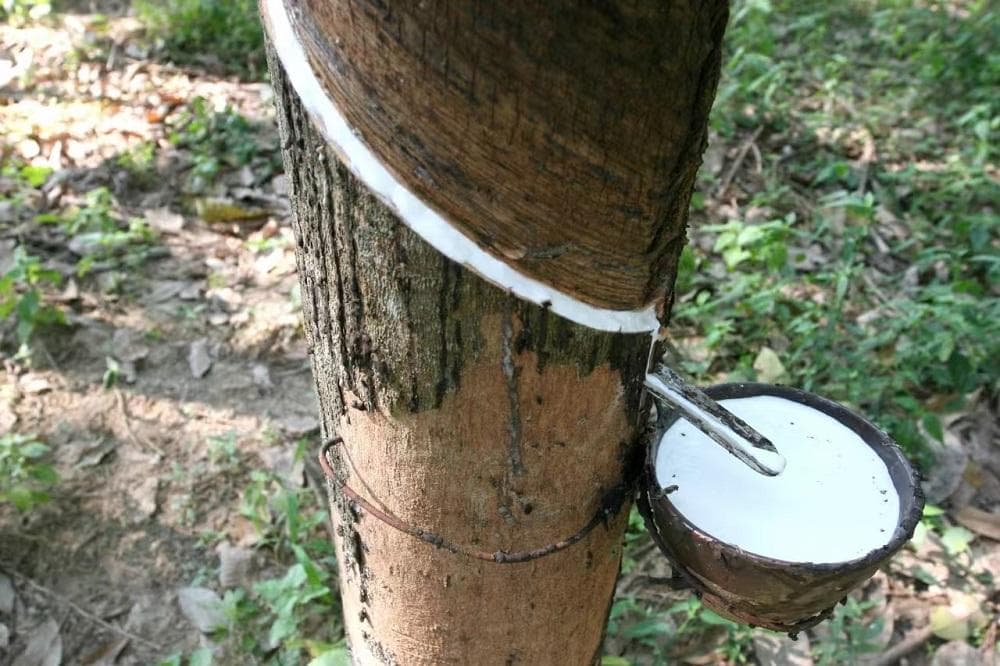 探究“产胶”奥秘：橡胶树育种有望突破瓶颈期