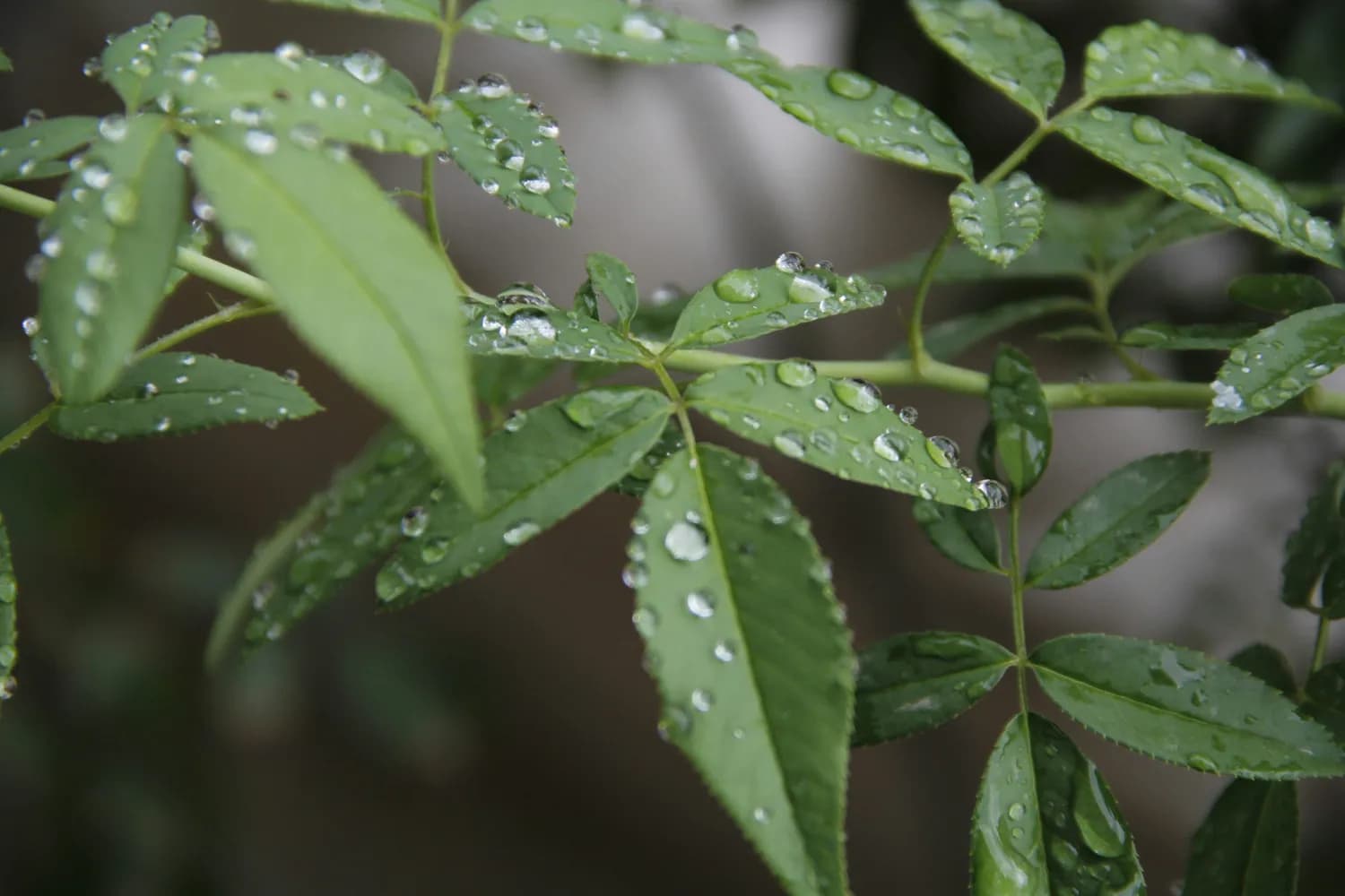 雨水节气如何做到“春捂”防病？