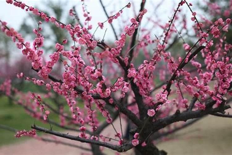 梅花黄叶是什么原因？