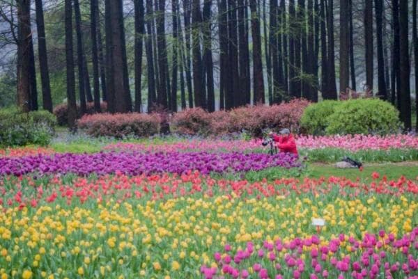 中国十大植物园，森林中的世博园排第一，第六是中国南方绿宝石