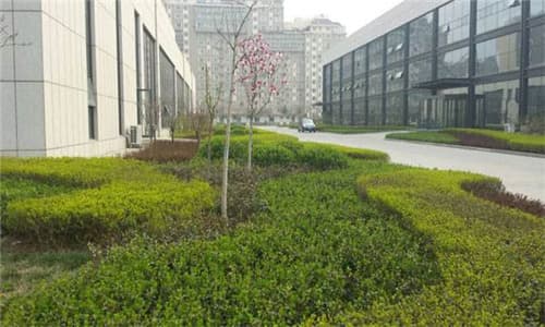 暖季型草坪冬季养护管理指南