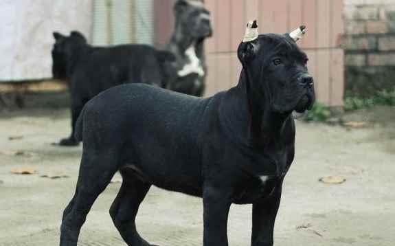 养卡斯罗犬的优缺点分析（从初养者的角度出发，探讨卡斯罗犬的适合性及养护难度）