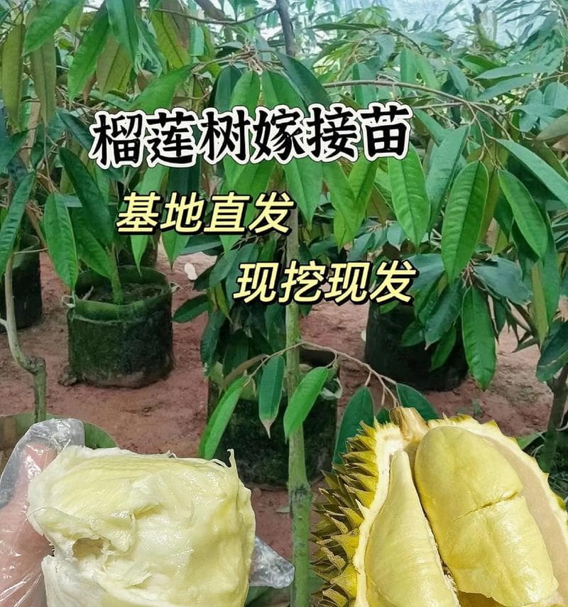选购榴莲苗的最佳品种（从品种、产地、树龄等方面选择适合种植的榴莲苗）