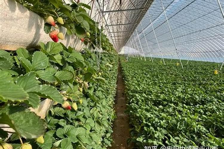 草莓的营养盛宴：正确的施肥之道