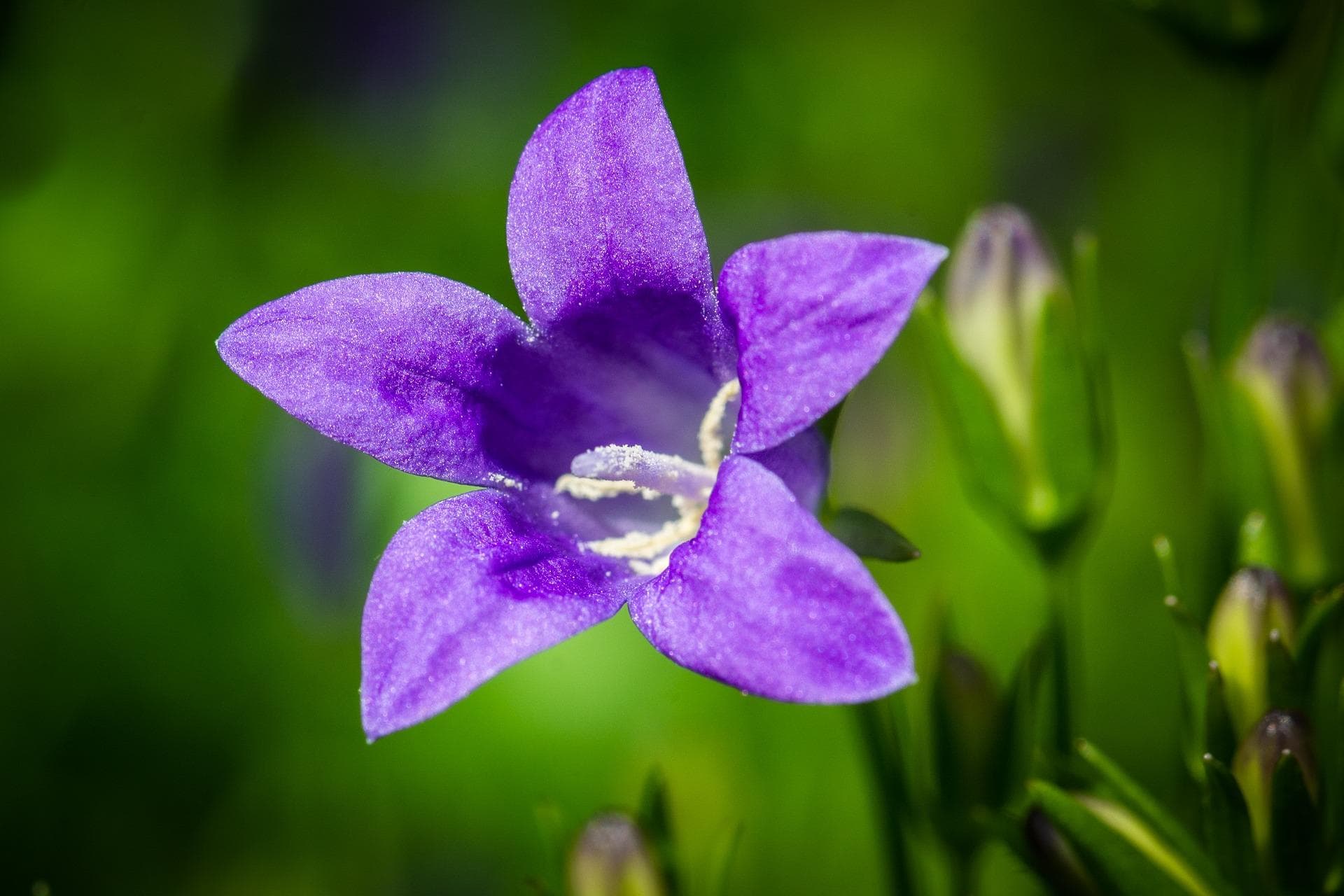 风铃花的花语和寓意