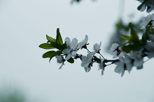 清明节日期计算方法及规律