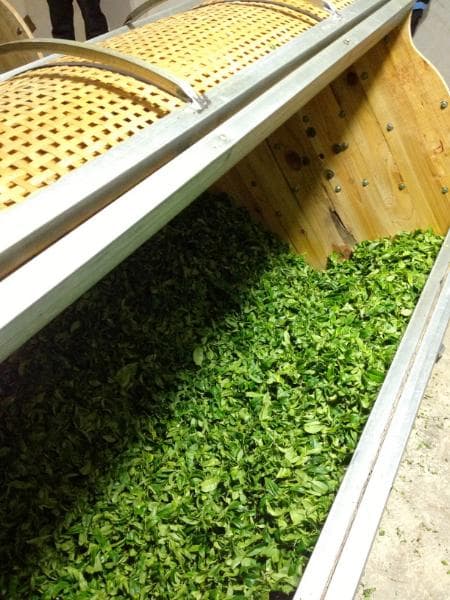 凤凰单枞乌龙茶的制作工艺：发酵与摇青的关键步骤