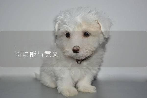 狗狗的尾巴有什么作用，了解它的神奇功能与意义