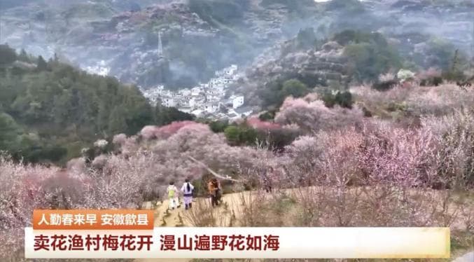 “卖花渔村”不“打渔”，只“卖花”