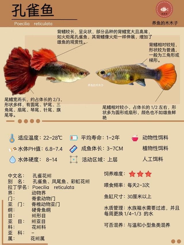 每天认识一种鱼·孔雀鱼