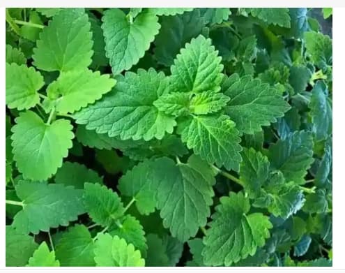 猫薄荷和薄荷的区别有哪些？是一种植物吗？