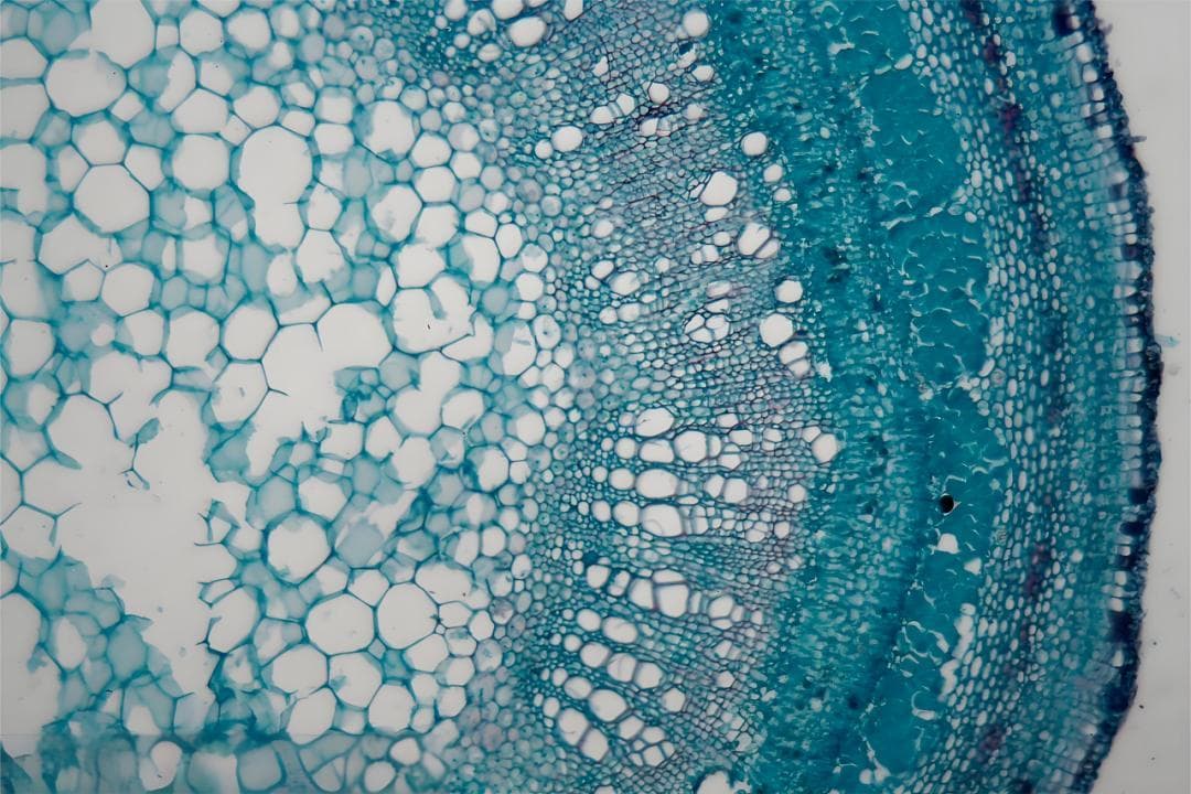 美妆届热衷的“植物干细胞”，科学前沿还是忽悠大师？