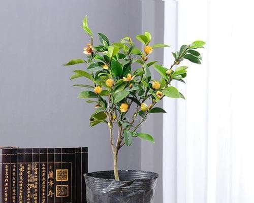 室内绿色生活：15种适合室内种植的植物，让你的家变成绿色世界