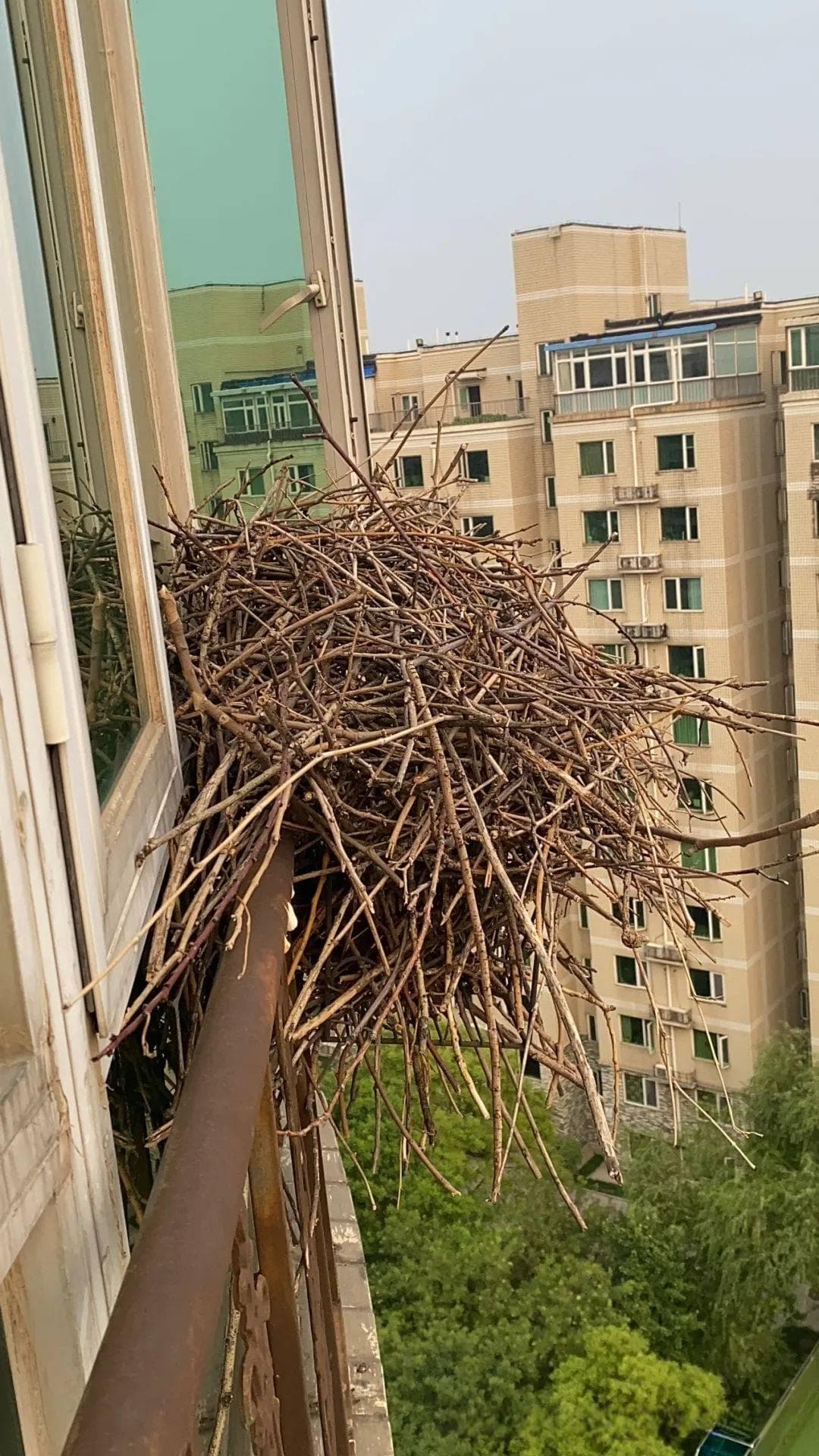 探秘自然奇妙建筑——鸟类巢穴