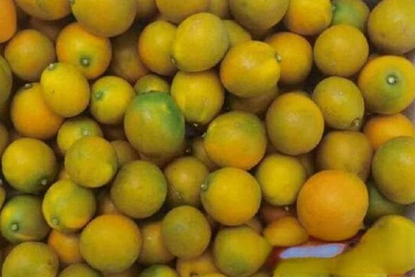 金桔种植方法和注意事项