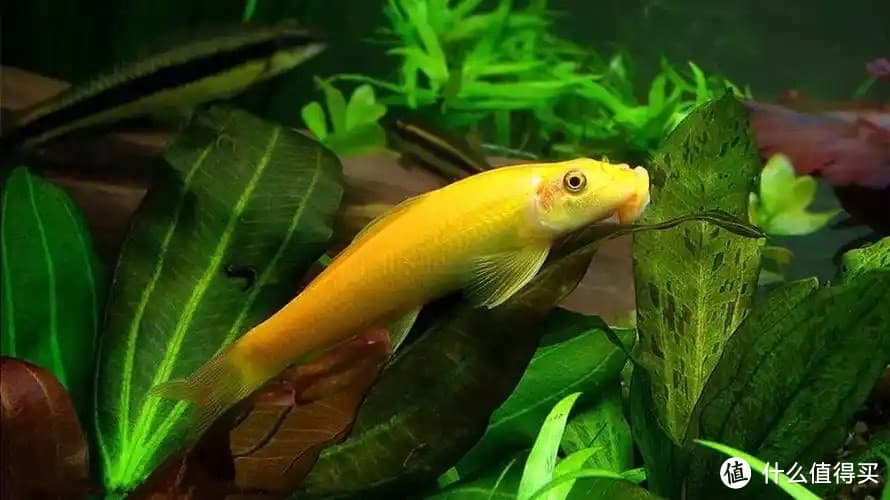 金苔鼠：被误解的“工具鱼”
