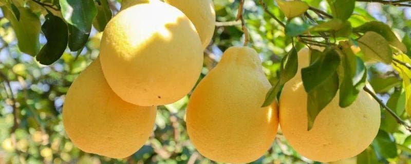 有哪些柚子品种，常见的有沙田柚、坪山柚等