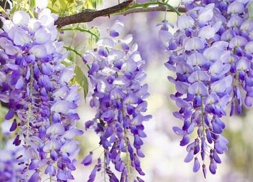 紫藤花开：4月绽放的紫色浪漫