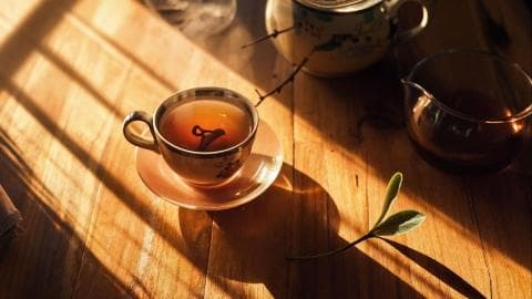 苦丁茶的功效与作用有哪些