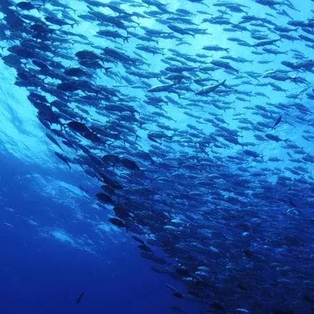 涛岛潜水攻略：全球潜水圣地探秘与实用指南