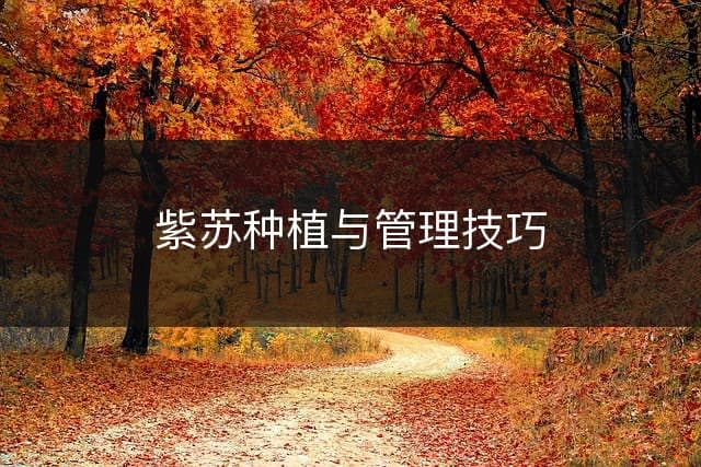 紫苏种植与管理技巧