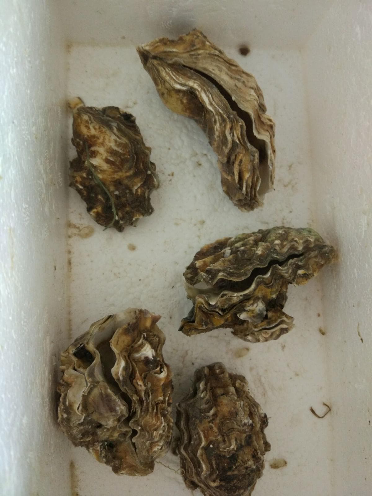 如何判断生蚝是否是活体？专业厨师教你辨别方法