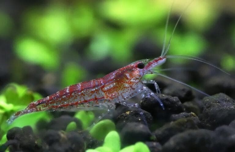 水族养殖指南：观赏虾的水质温度控制与饲养技巧