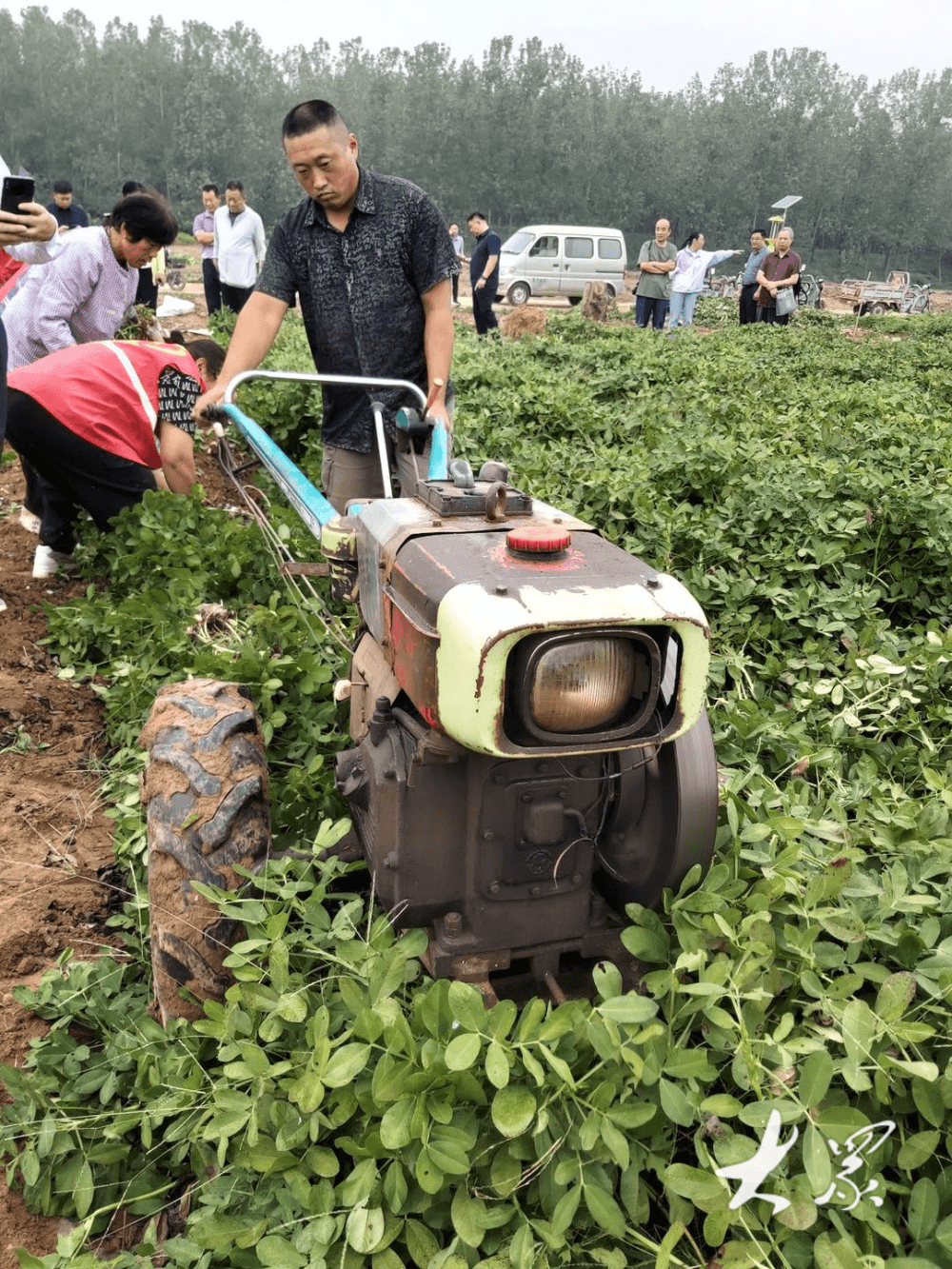 “跑”出高产加速度！院地协同创新，破解花生单产提升难题