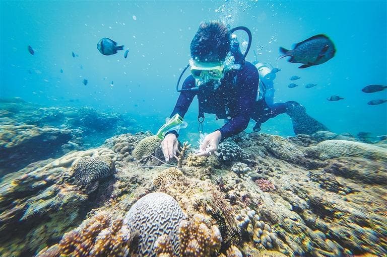 修复后的蜈支洲岛珊瑚礁吸引众多海洋生物