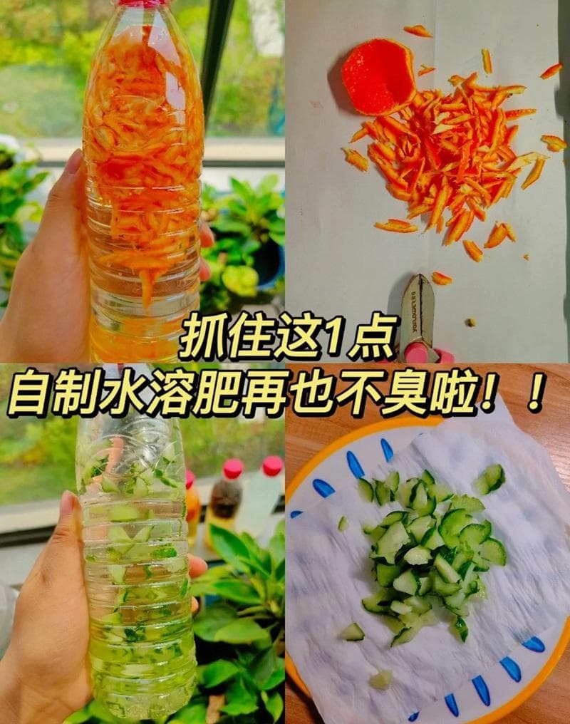 自制无土栽培营养液：果皮发酵法详解