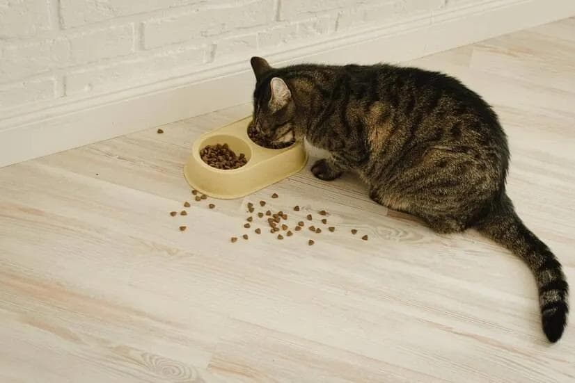 猫咪吃完猫粮就吐可大可小！这些情况出现铲屎官就要注意了